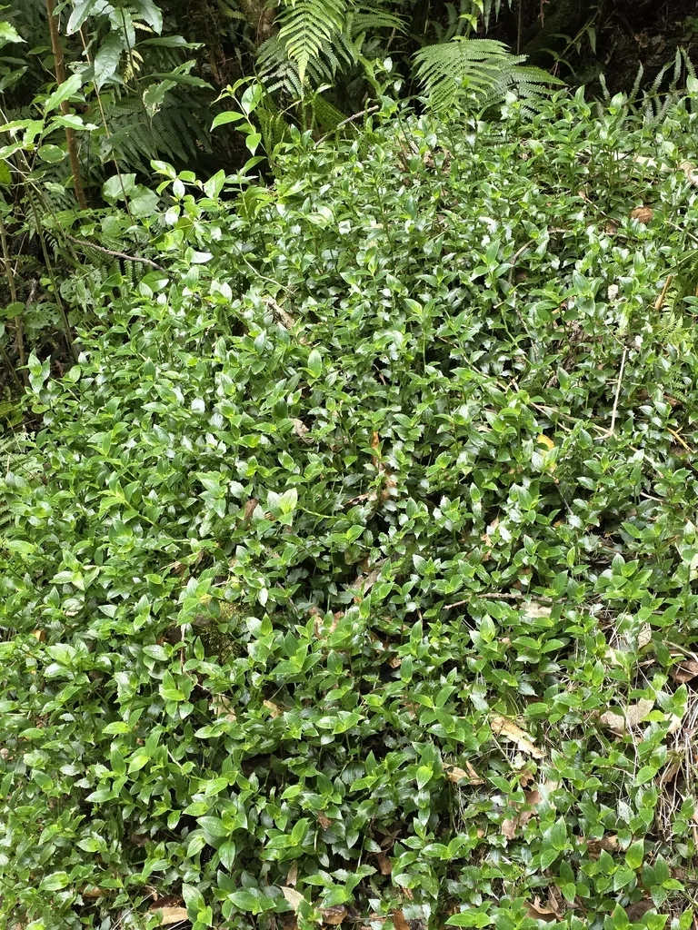 Tradescantia fluminensis