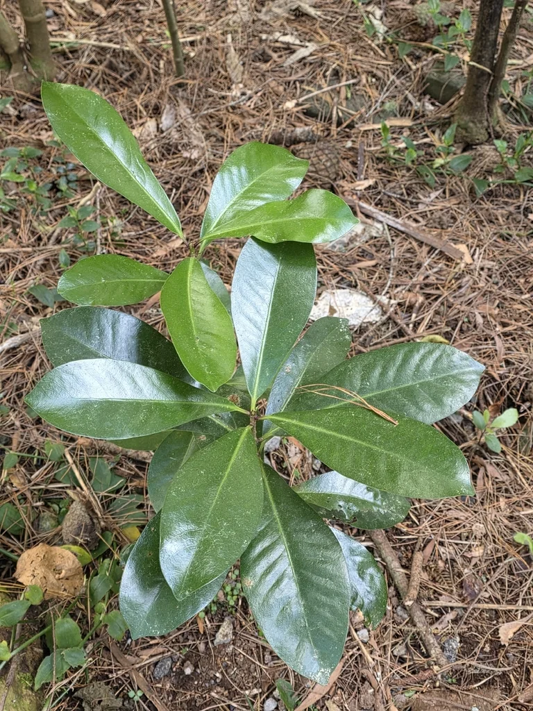 Corynocarpus Laevigatus