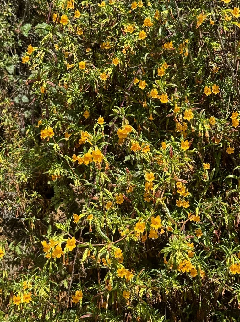 Mimulus Aurantiacus