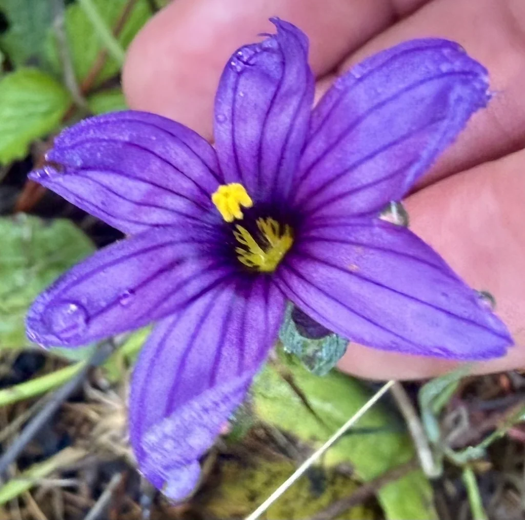 Sisyrinchium Bellum