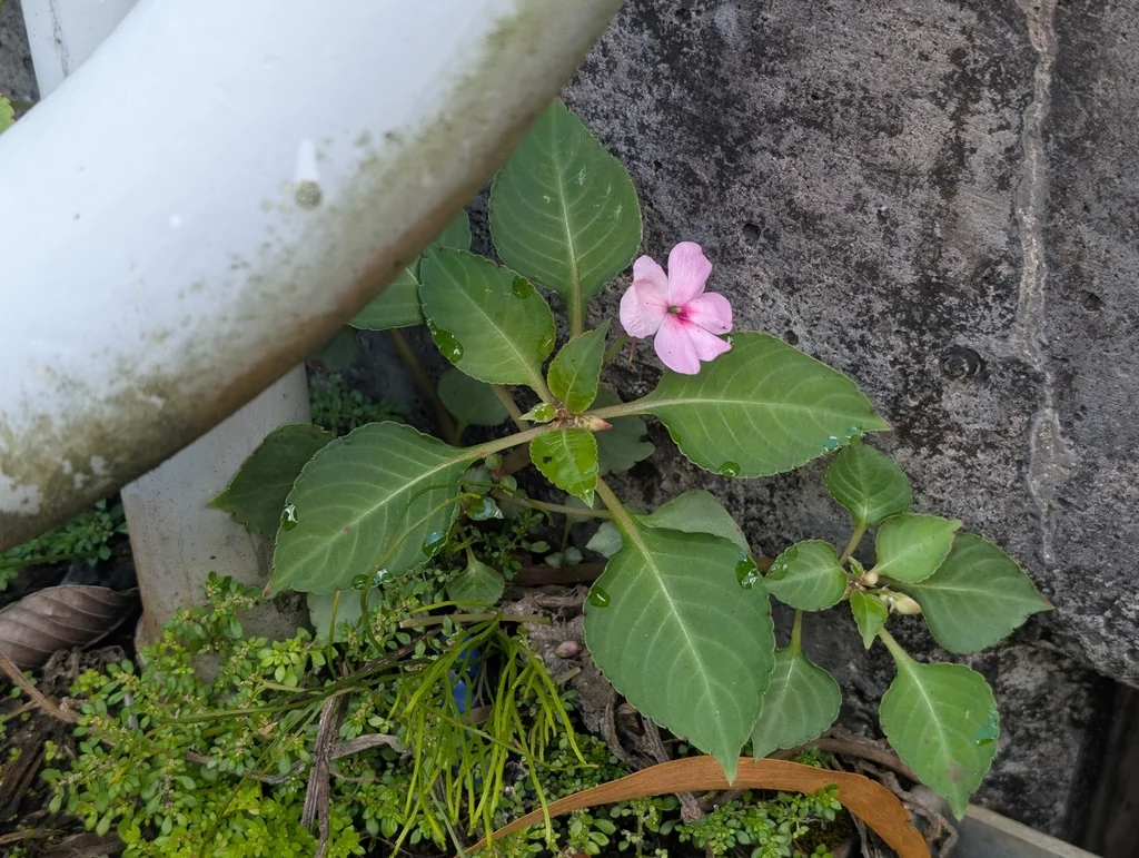 Impatiens walleriana