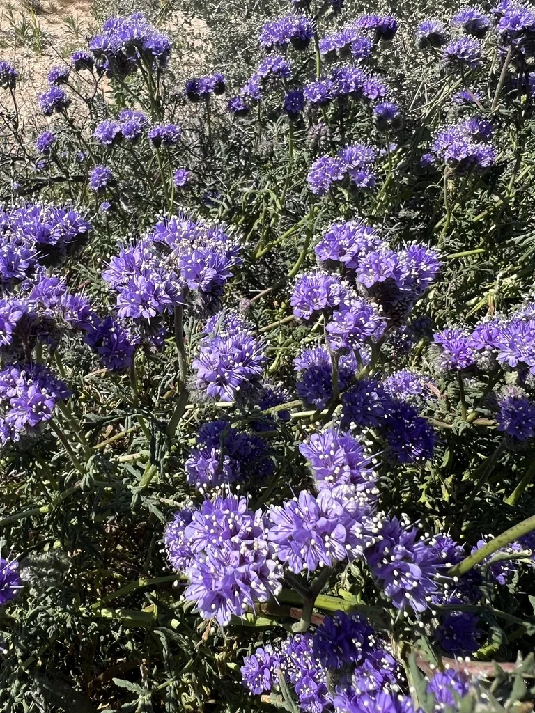 Phacelia Tanacetifolia