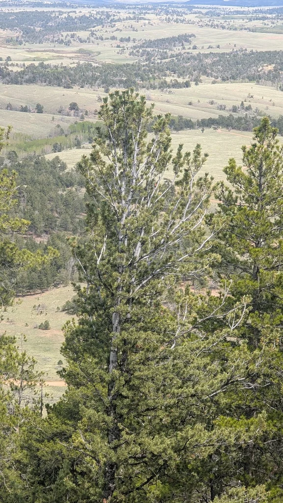 Pinus Flexilis