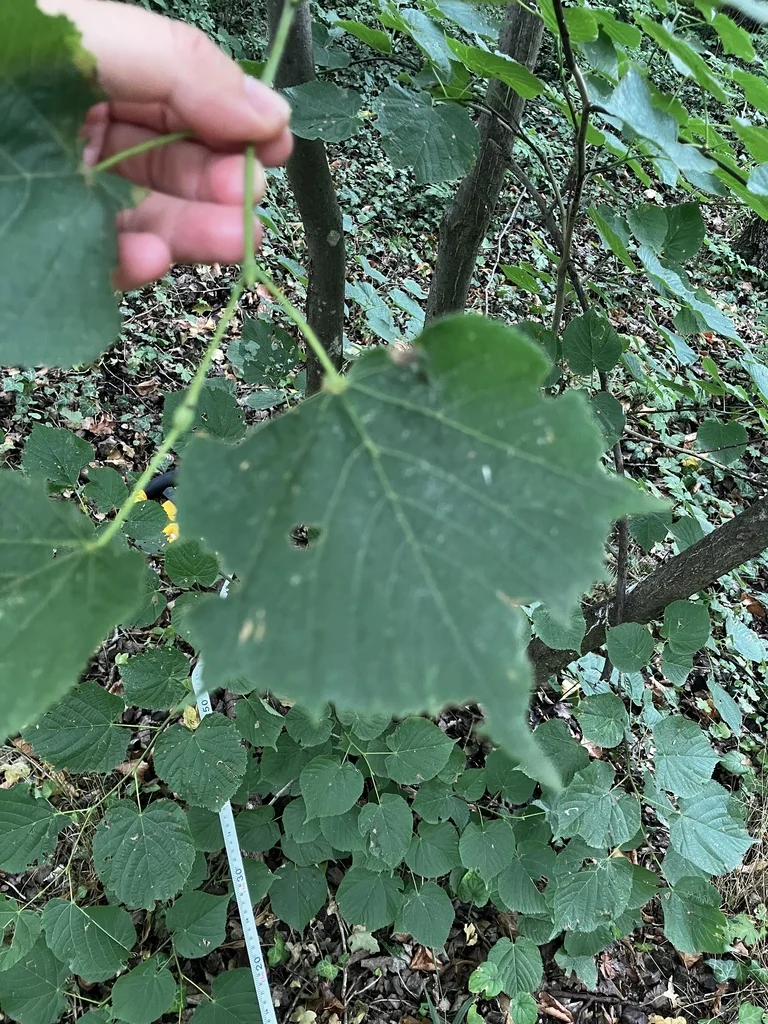 Tilia Cordata