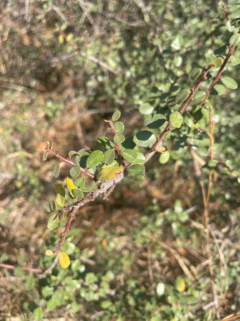 Rhamnus Crocea