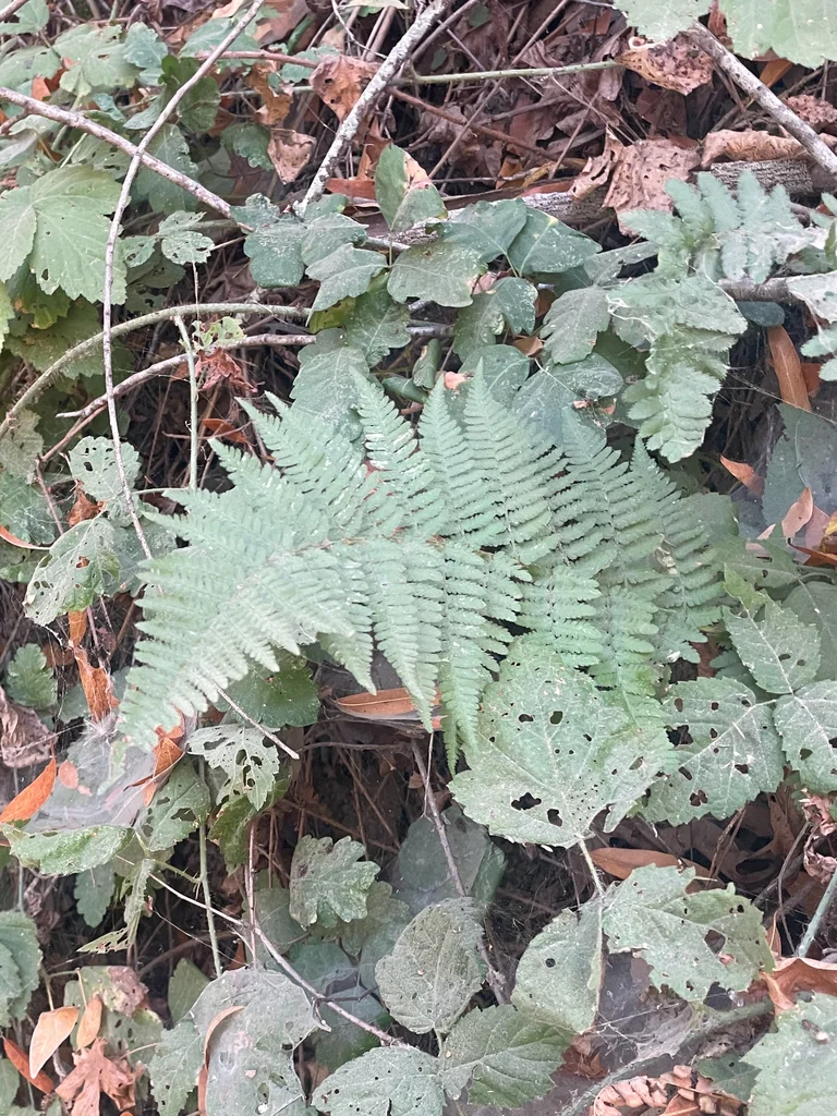 Dryopteris arguta