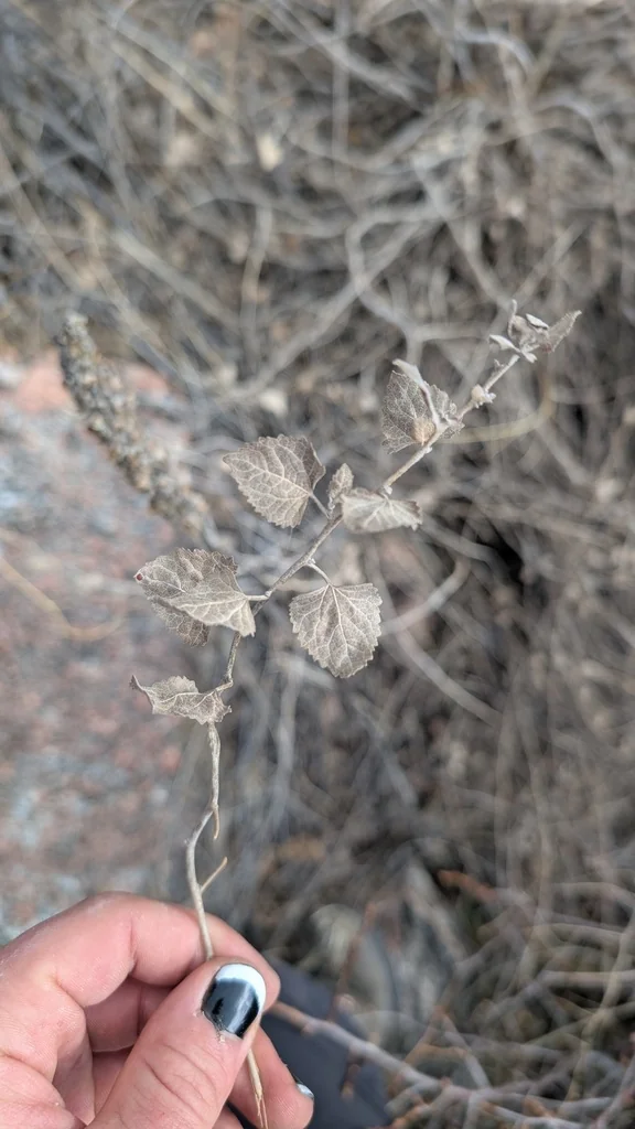 Brickellia Californica