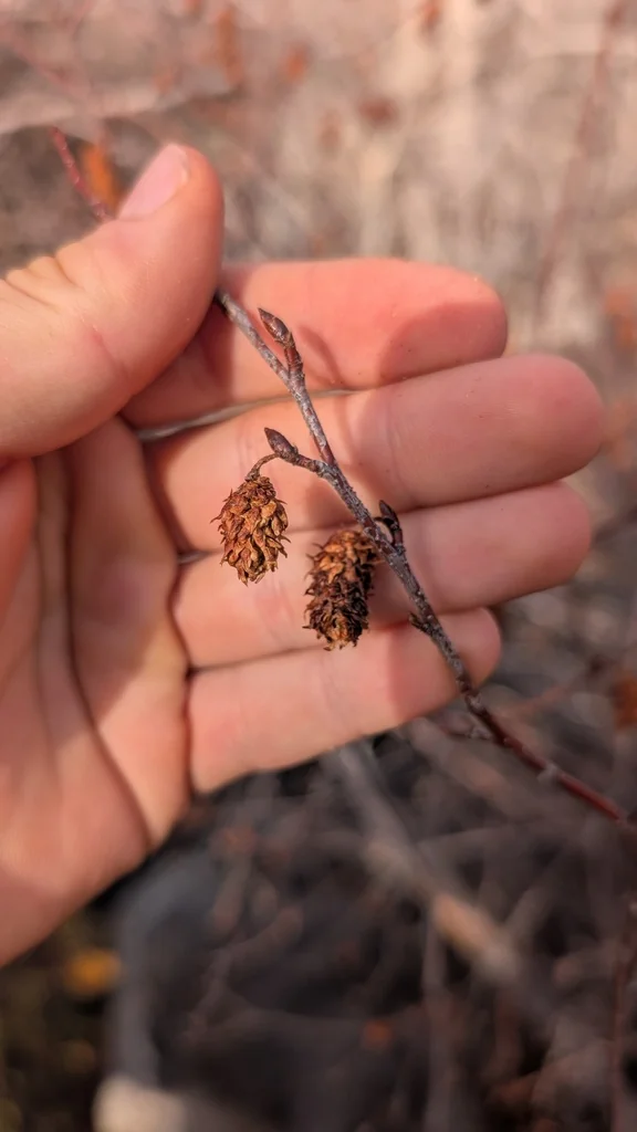 Betula Occidentalis