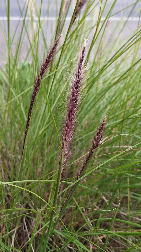 Pennisetum Setaceum
