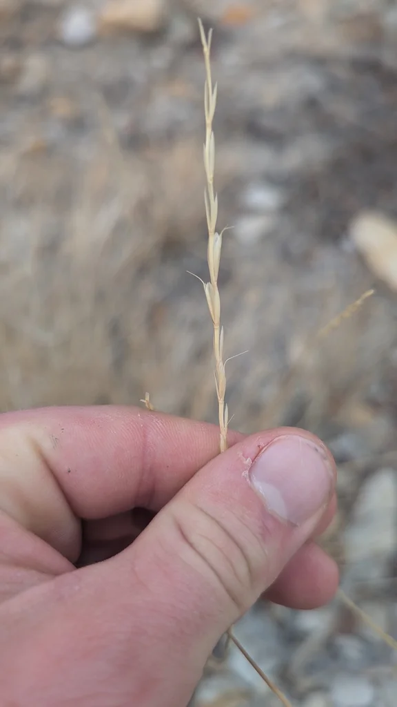 Pseudoroegneria Spicata