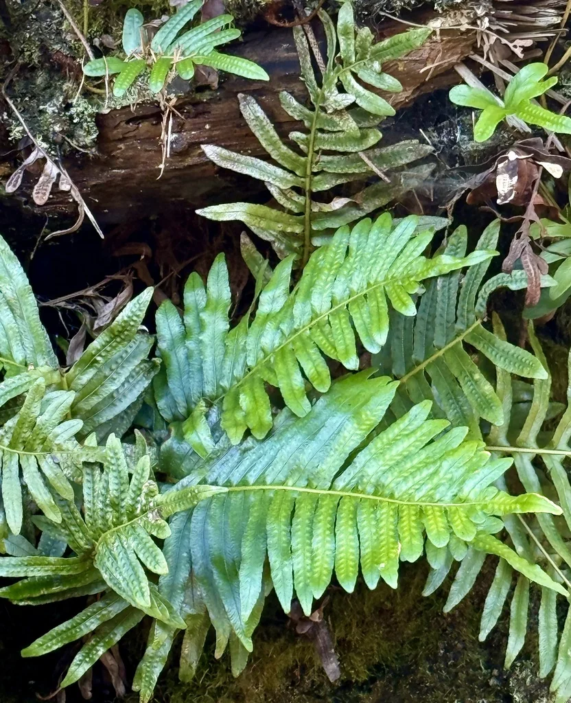 Polypodium Scouleri