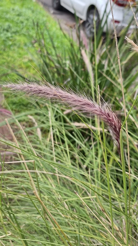 Pennisetum Setaceum