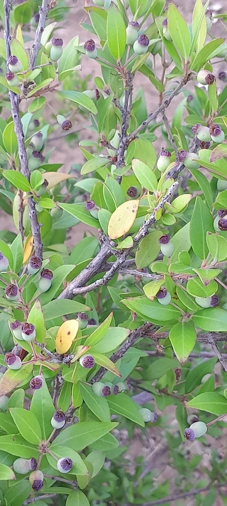 Myrtus Communis