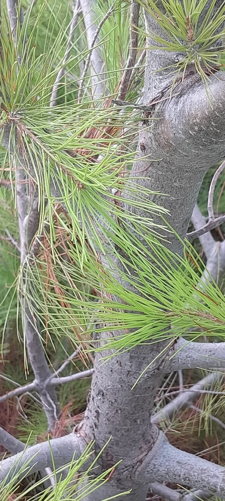 Pinus Halepensis