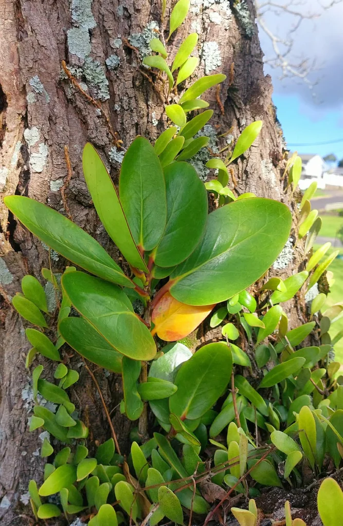 Griselinia Lucida