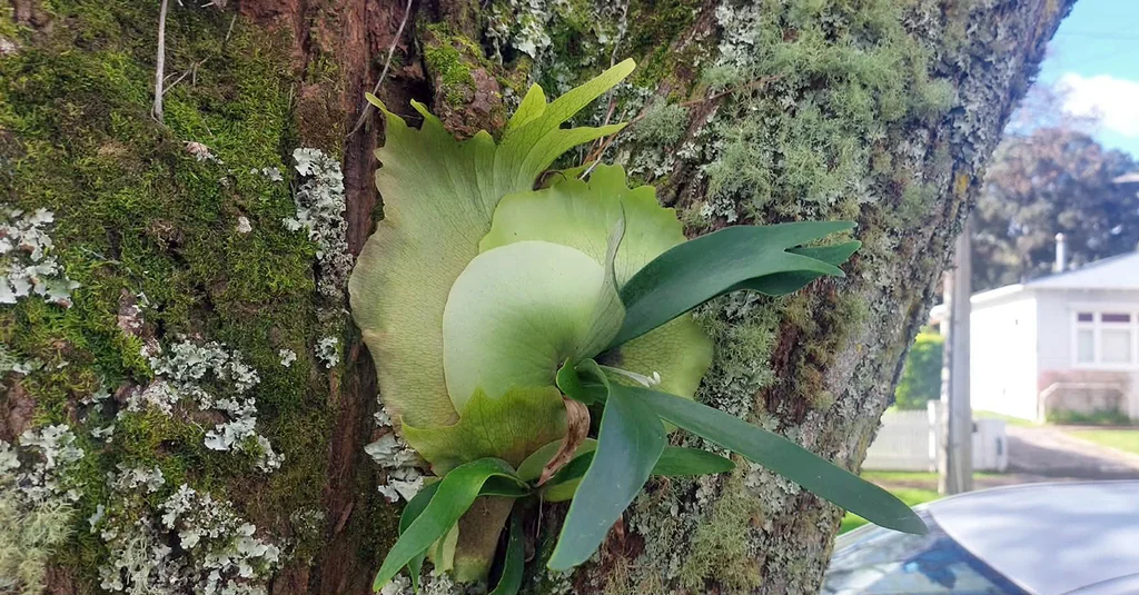 Platycerium bifurcatum