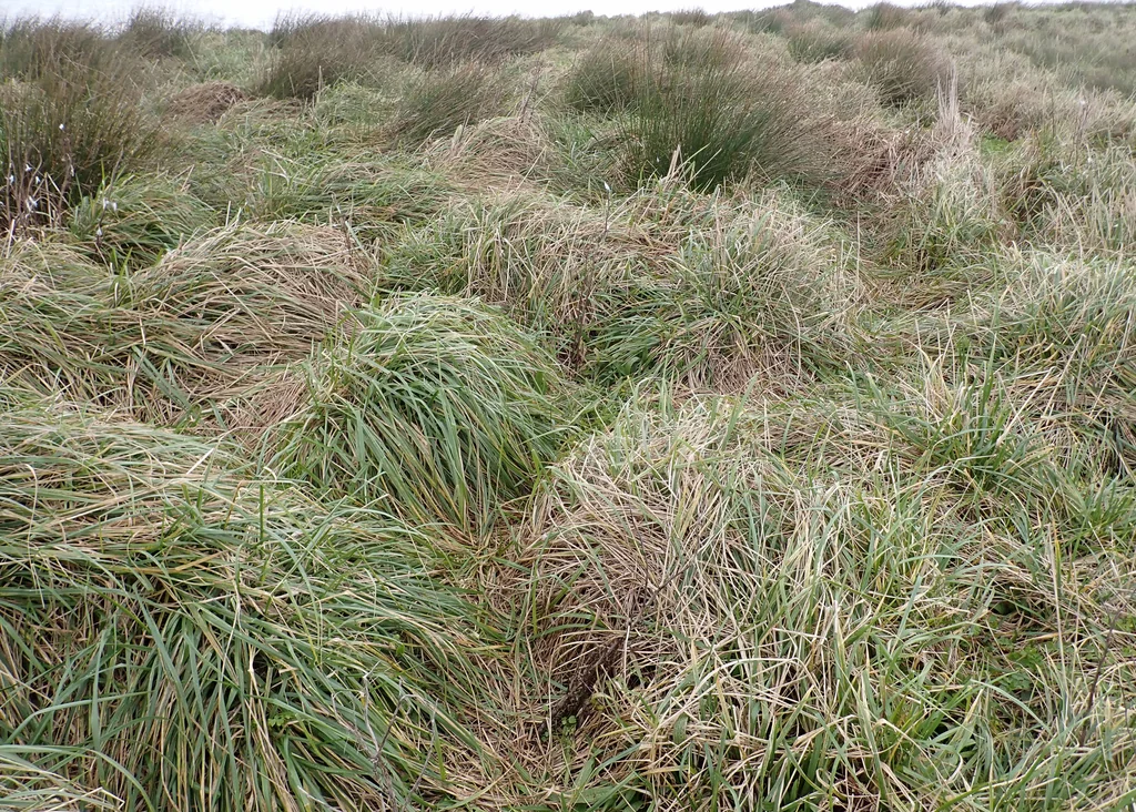 Festuca arundinacea