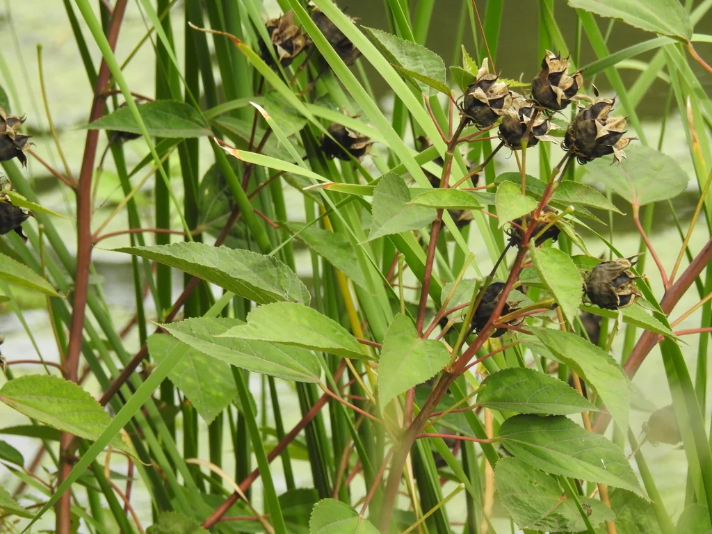 Hibiscus Moscheutos