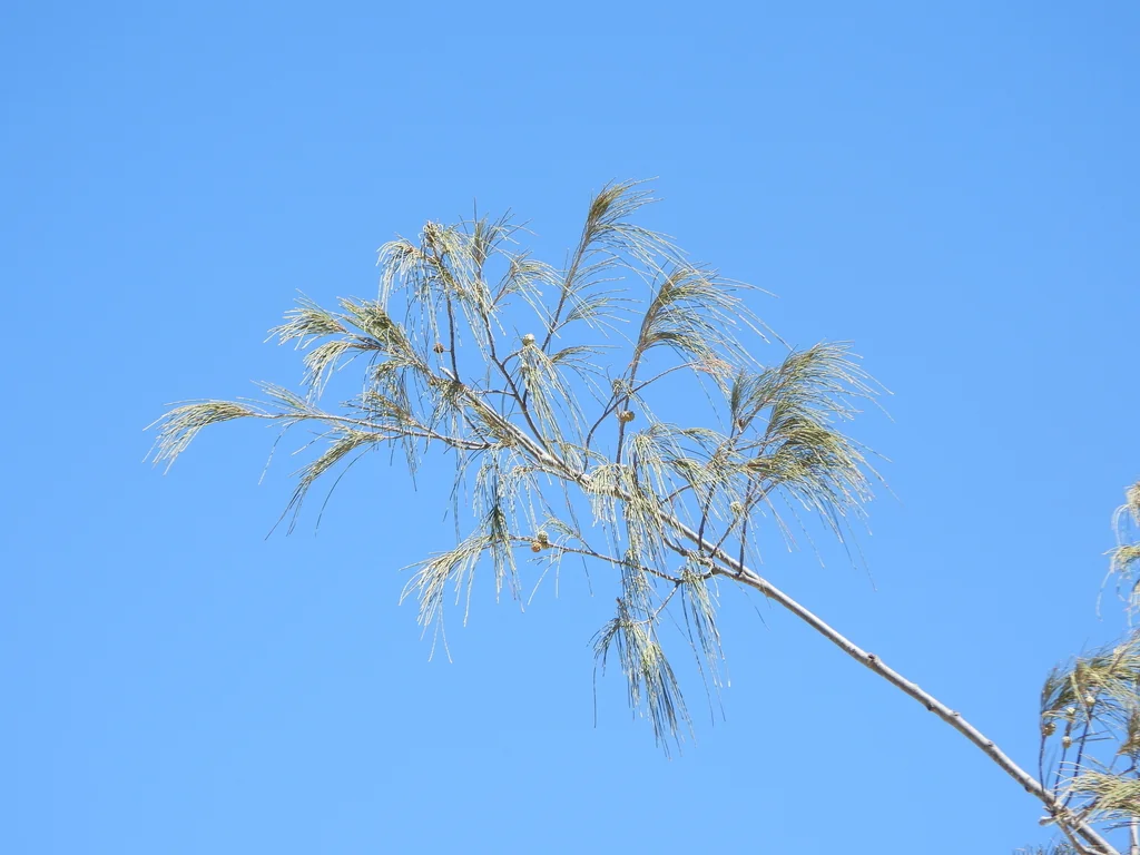 Casuarina Equisetifolia