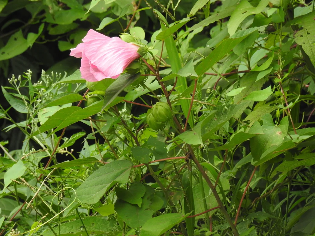 Hibiscus Moscheutos