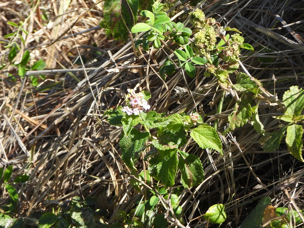 Lantana camara