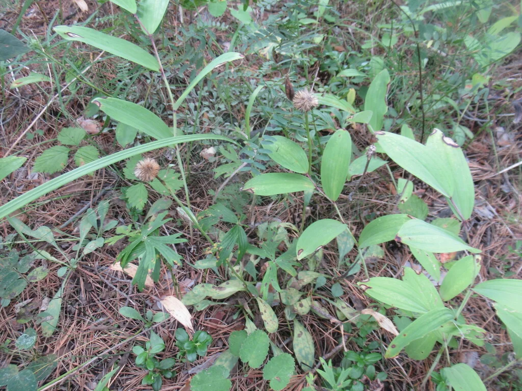 Aster alpinus