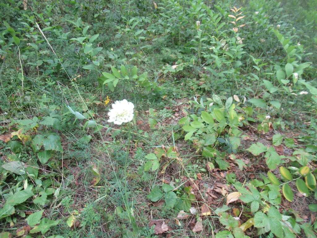 Scabiosa Ochroleuca