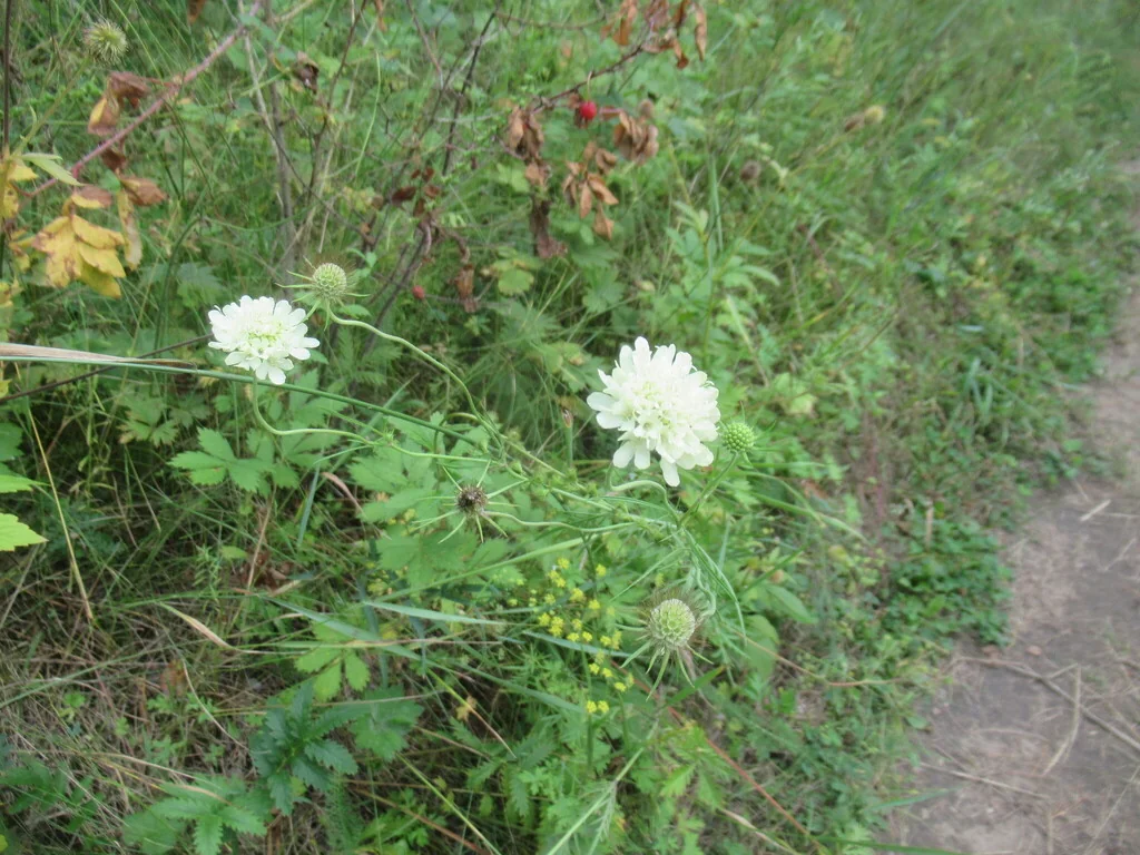Scabiosa Ochroleuca