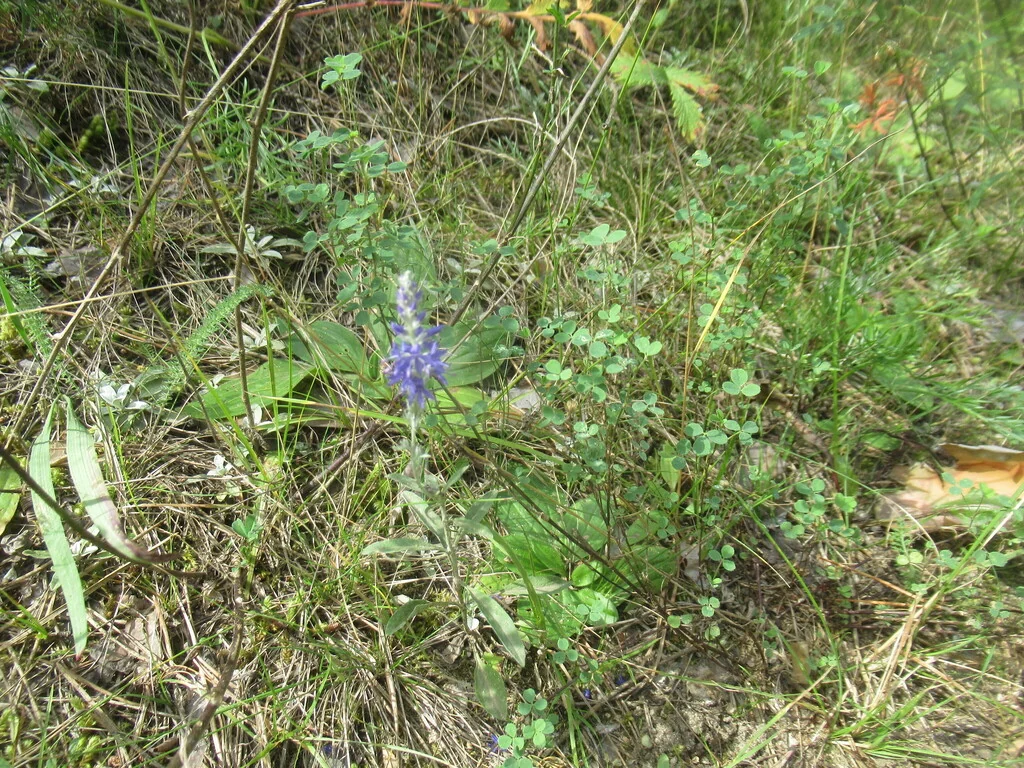 Veronica Spicata Incana