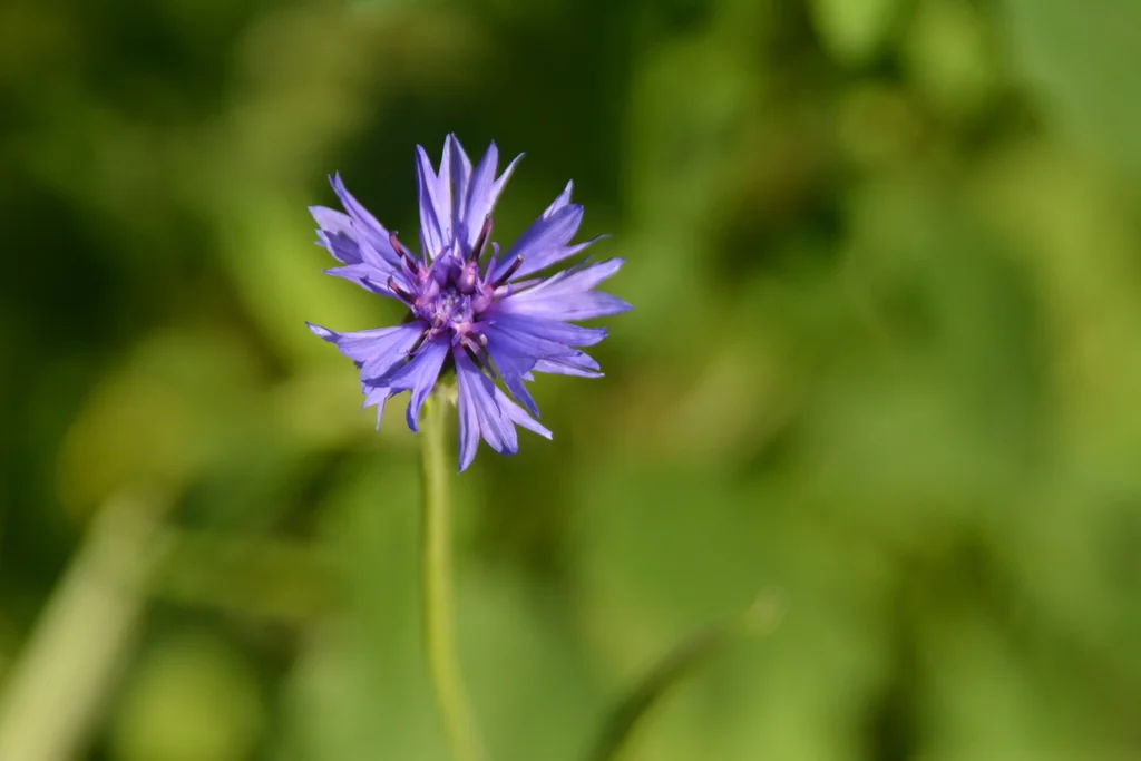 Centaurea Cyanus
