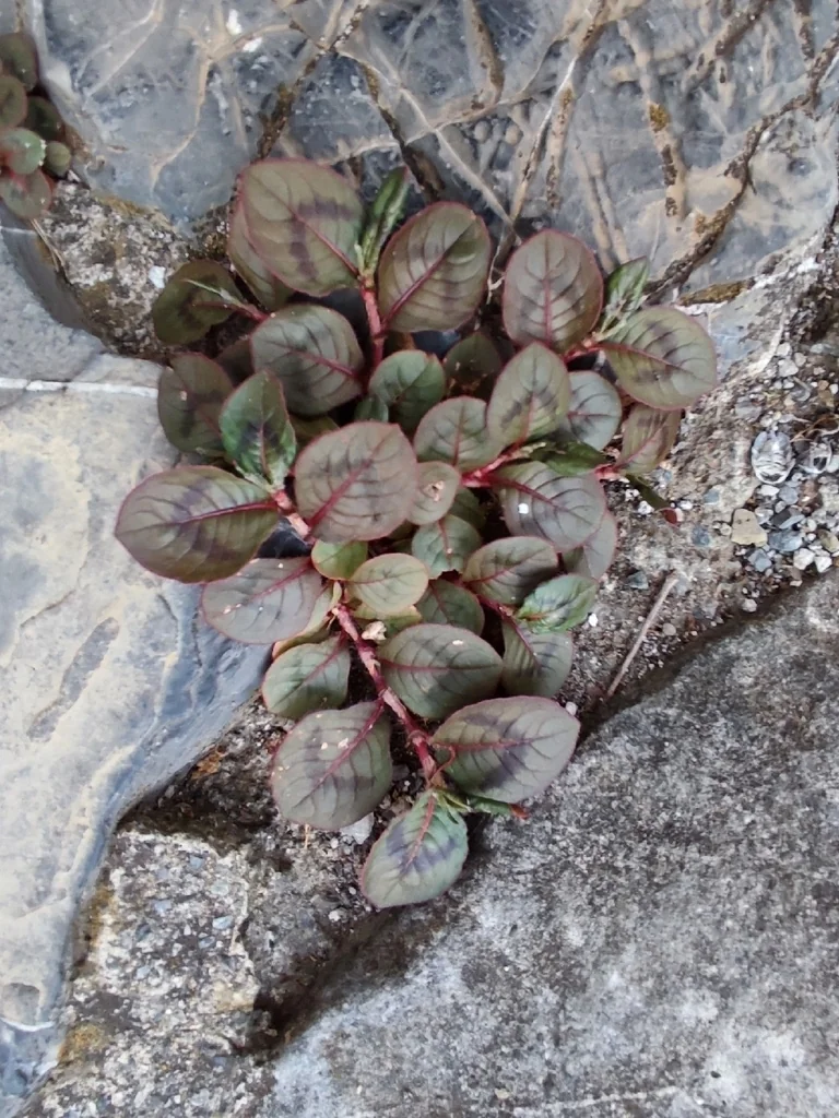 Persicaria Capitata