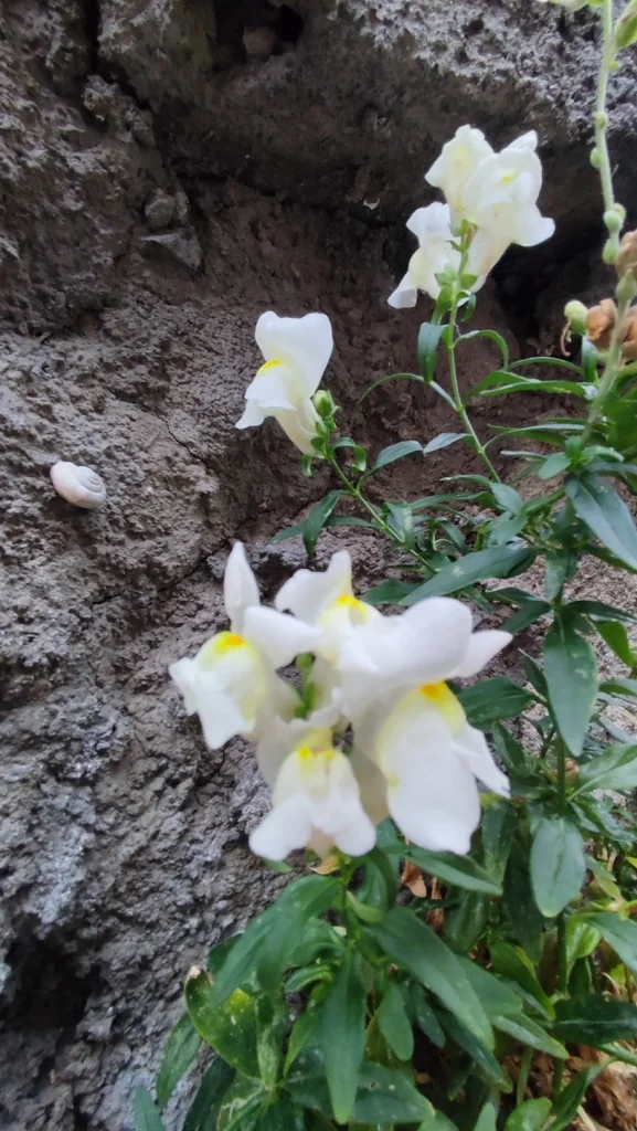 Antirrhinum Majus