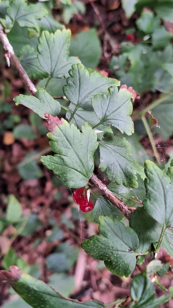 Ribes Alpinum