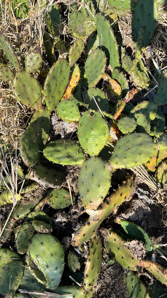 Opuntia Humifusa
