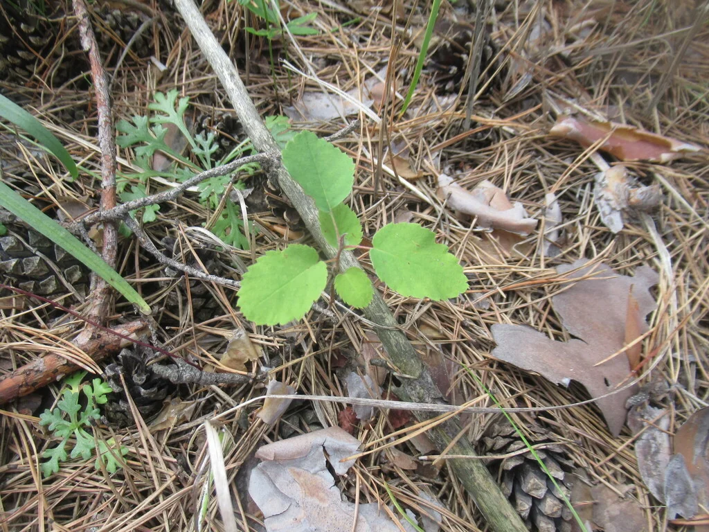 Amelanchier Alnifolia