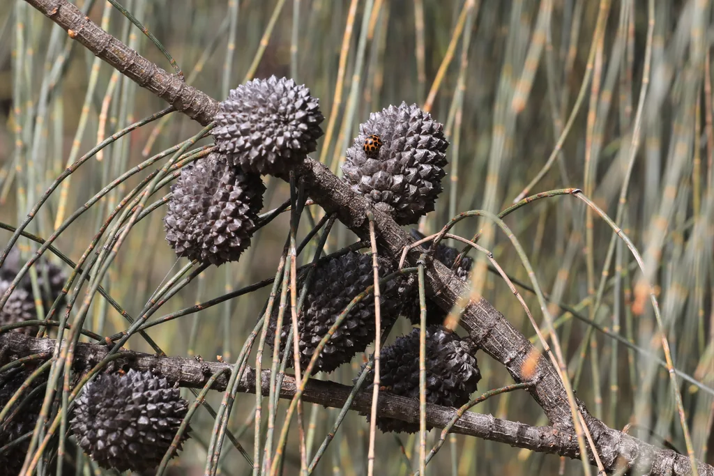 Casuarina stricta