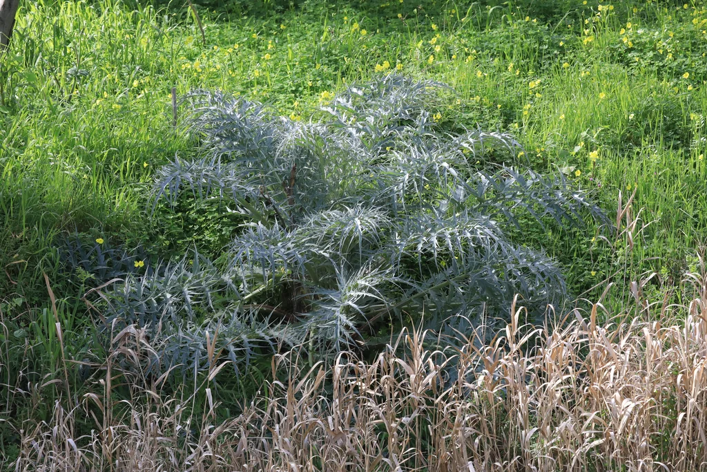 Cynara cardunculus