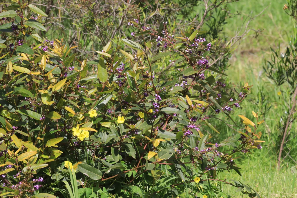 Hardenbergia Violacea