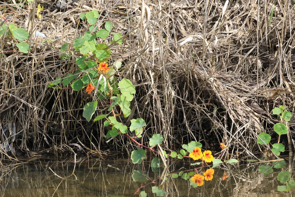 Tropaeolum Majus