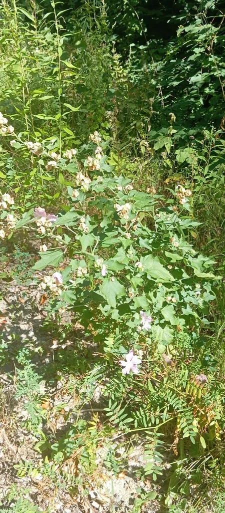 Lavatera Thuringiaca