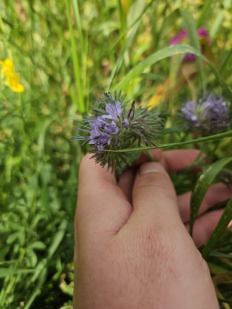 Phacelia Tanacetifolia