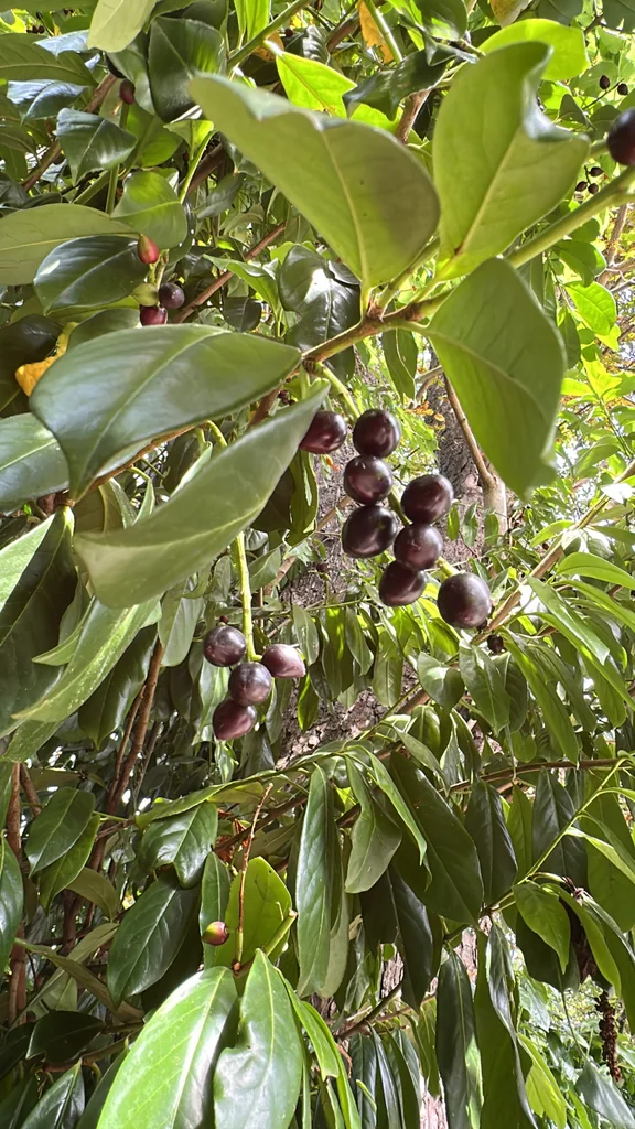 Prunus Laurocerasus