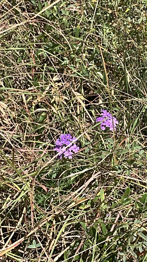 Glandularia Bipinnatifida