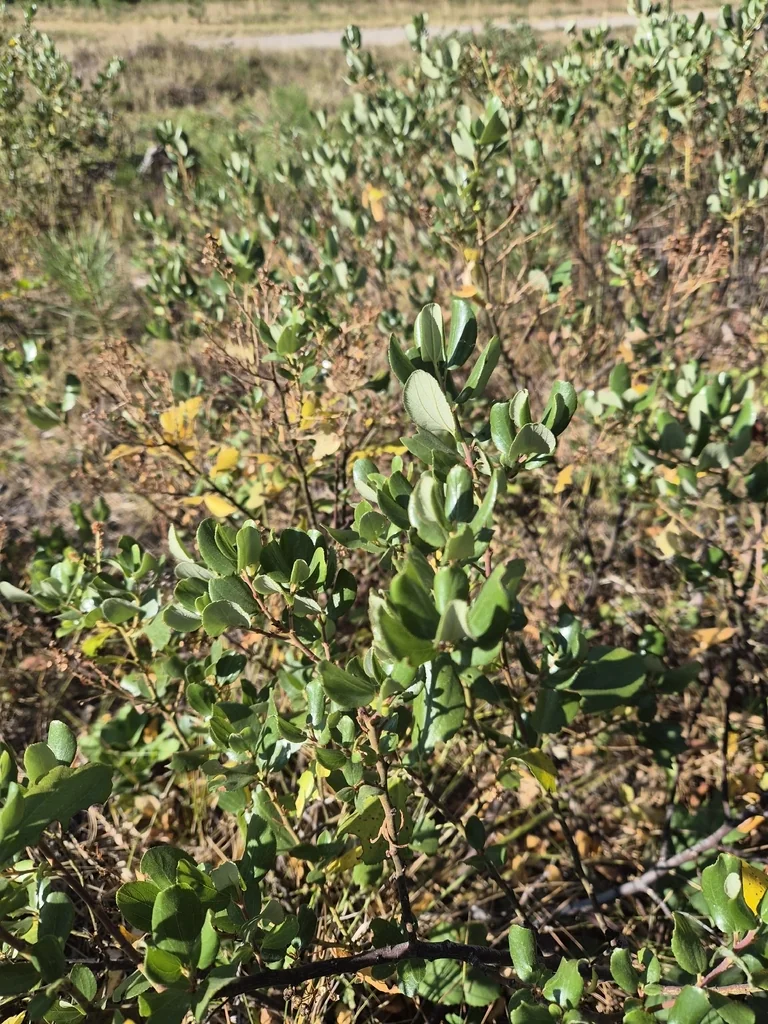 Ceanothus Velutinus