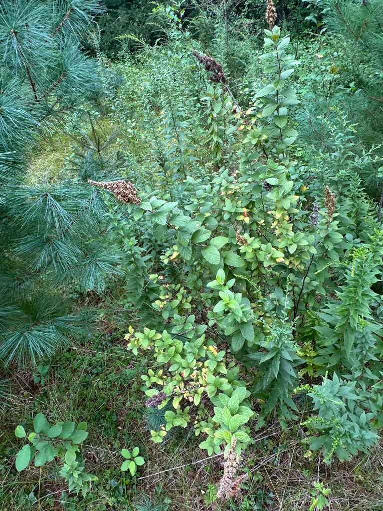 Spiraea Tomentosa