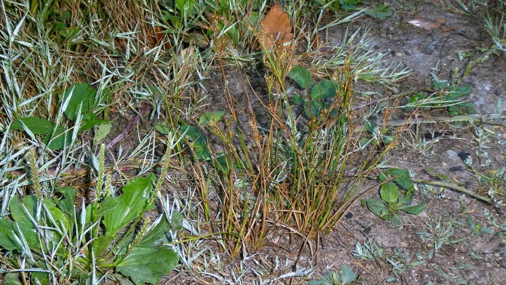 Juncus Tenuis