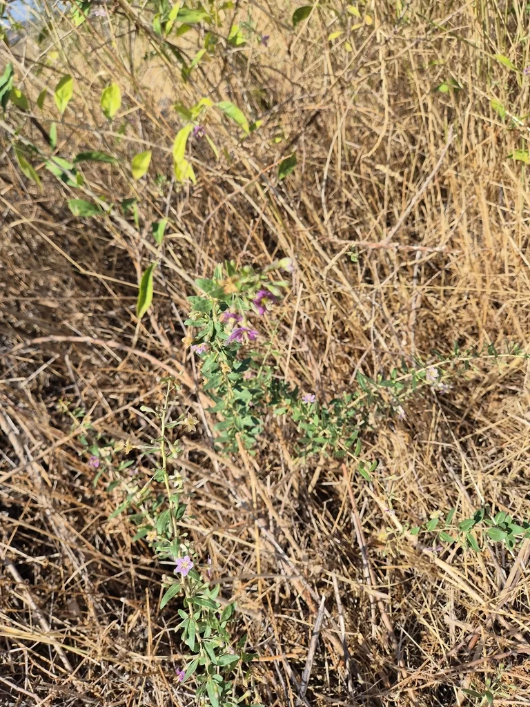 Lycium Barbarum