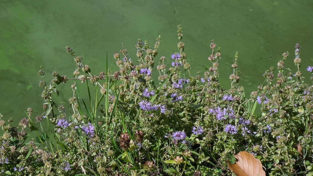 Mentha Pulegium