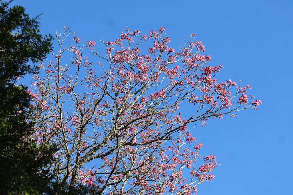 Handroanthus Heptaphyllus