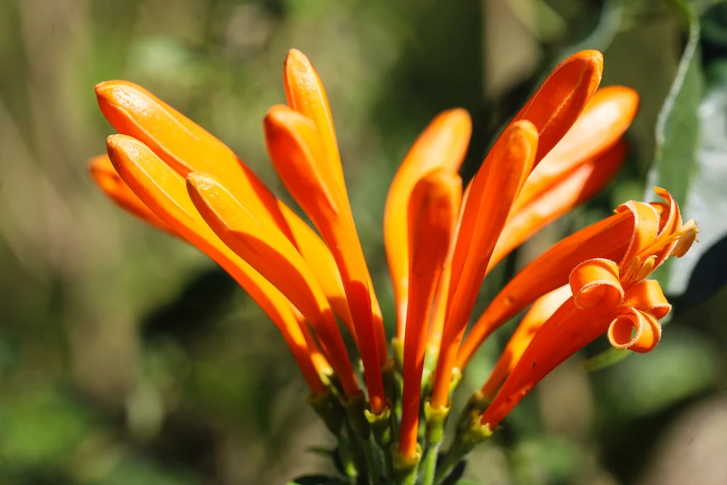 Pyrostegia Venusta